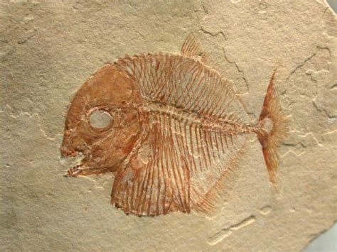 Bottom feeding Fossil Fish Gyronchus Order Pycnodotiformes Family Pycnodont Archaeology ...