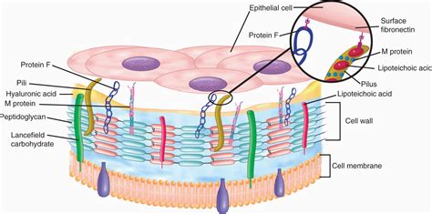 Streptococcus Cell Wall Structure