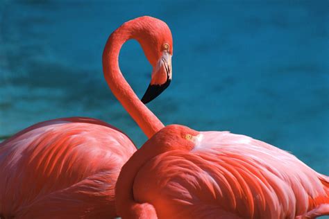 Download Animal Flamingo HD Wallpaper