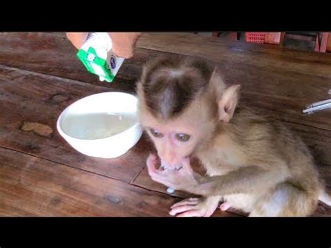 Kaka monkeys need milk to survive.Monkey Baby.Wild Monkey - YouTube