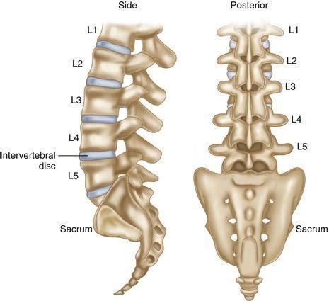 Lumbar - Issuu