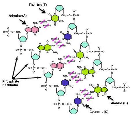 Configurations of DNA and the hybridization principle. | Download ...