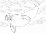 Foca Monje Para Colorear Imprimir E Dibujar –ColoringOnlyCom sketch template