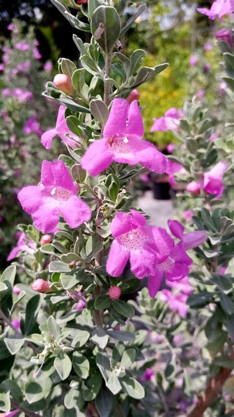 Texas Sage - Richard Lyons Nursery, Inc.