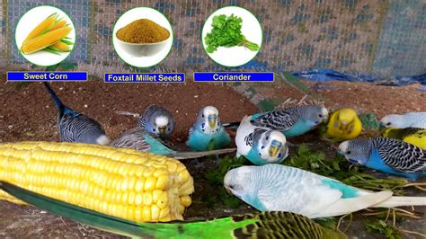 Fresh Food for Budgies || Budgies Favorite Food - YouTube