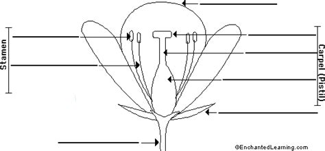 Blank Diagram Of Flower Blank Flower Diagram