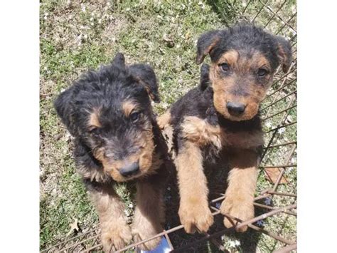 Beautiful Airedale terrier puppies in Neosho - Puppies for Sale Near Me