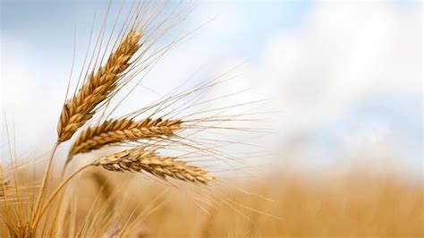 Tips and Considerations for the Summer Wheat Harvest Season