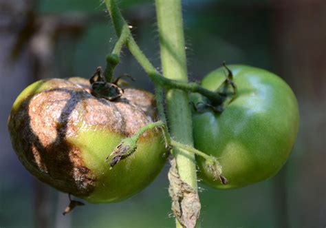 Tips for growing disease-free tomatoes | Pittsburgh Post-Gazette