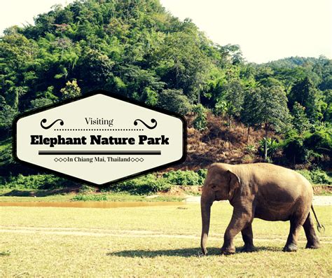 Visiting Elephant Nature Park In Chiang Mai, Thailand | Buddy The Traveling Monkey