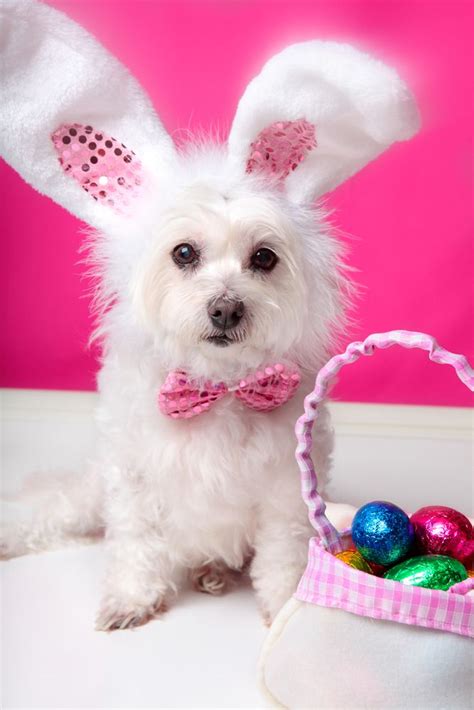 25 Easter Dog And Puppy Pictures To Make You Smile - DogTime | Easter ...