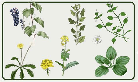 Discover 5 Edible Weeds: How To Identify and Use Them - AZ Animals