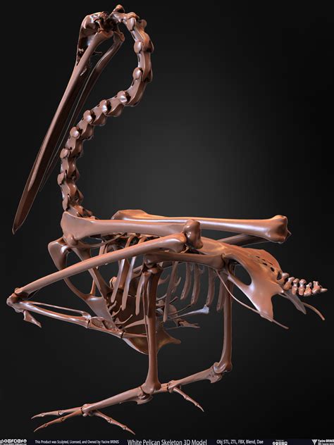 ArtStation - White Pelican Skeleton 3D Model | Resources