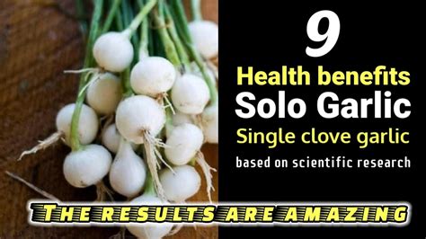 9 Health benefits of Solo garlic or single clove garlic based on ...