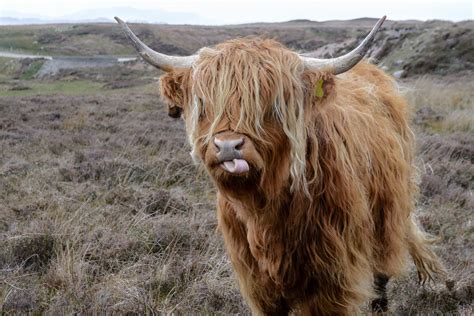 Free photos: Highland cattle - 3 images, Highland cattle photos, Highland cattle pictures - Jooinn