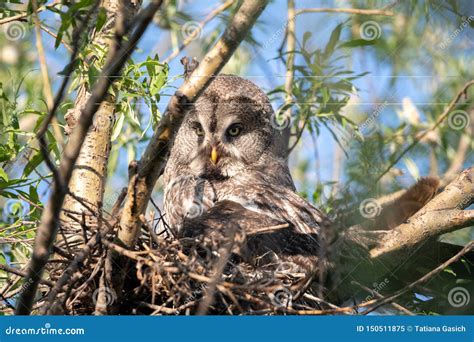 A Bird Hatching Eggs. a Bearded Owl in Natural Habitat Stock Image ...