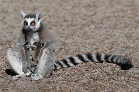 Ring-tailed lemur (Lemur catta) habitat, behavior & adaptations