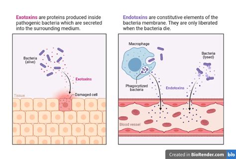 Differences between Exotoxins and Endotoxins • Microbe Online