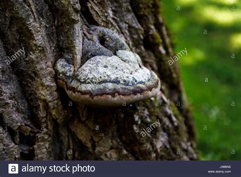 Edible fruiting body of bracket fungus Fistulina hepatica (beefsteak fungus) growing on dead ...