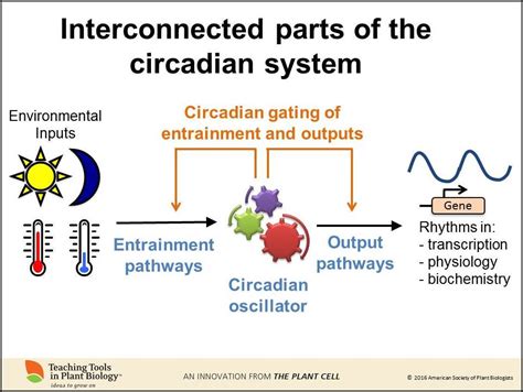 Newest Teaching Tool: Rhythms of Life: The Plant Circadian Clock, by Katharine Hubbard and ...