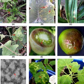 Various symptoms resembling virus infection on different plant hosts ...