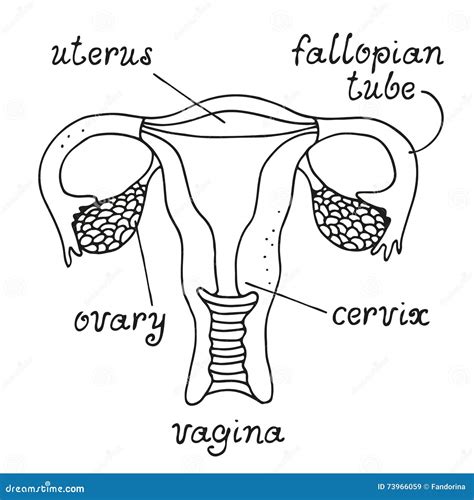 Uterus And Ovaries Anatomy Cartoon Vector | CartoonDealer.com #73966059