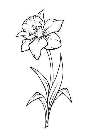 Stock Vector in 2020 | Flower line drawings, Narcissus flower, Daffodil tattoo