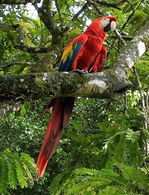 BIRDWALKERMONDAY: 28-3-2017 VILLA LAPAS, COSTA RICA - SCARLET MACAW ...