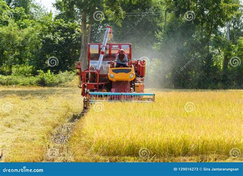 Combine Harvester Working on Rice Field. Harvesting is the Process of Gathering a Ripe Crop ...