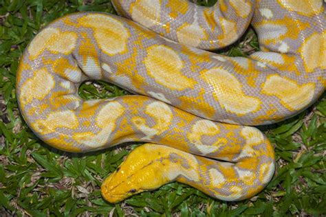 Burmese Python Snake Facts