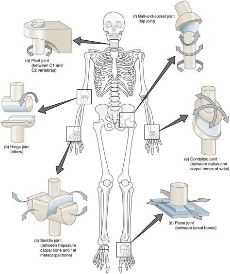 Synovial Joints · Anatomy and Physiology