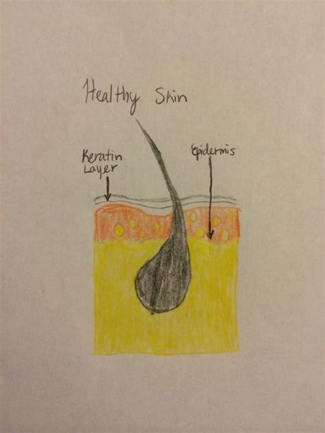 Integumentary System - C&J Semester Project