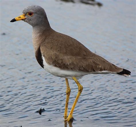 Wild About Northeastern Birds - unique rare bird