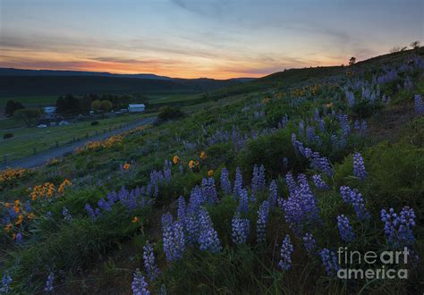 Country Meadow Sunset Photograph by Michael Dawson - Fine Art America