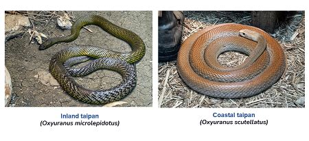 Taipan Definition, Habitat & Facts | Study.com