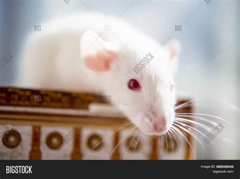 White Rat Red Eyes. Image & Photo (Free Trial) | Bigstock