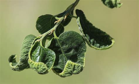 Leaves-A-Curling Photograph by Larry Kniskern - Pixels