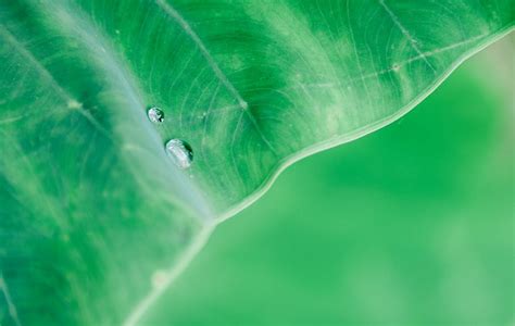 Macro Photography of Water Droplet on Green Leaf · Free Stock Photo