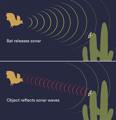 Newsela | Human noise drains bats using echolocation