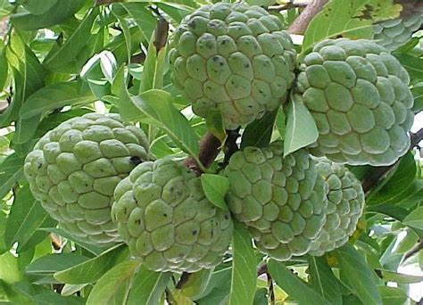 Polynesian Produce Stand : SWEETSOP Annona squamosa SUGER APPLE ...