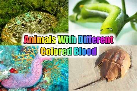 20 Mind-Blowing Animals With Different Colored Blood (2023)