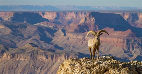 10 Notable Animals To Look For When Visiting The Grand Canyon