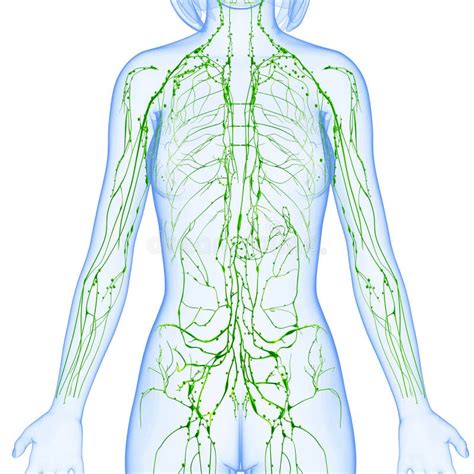 Female Lymphatic System of Half Body Stock Illustration - Illustration of shape, nodding: 36218746