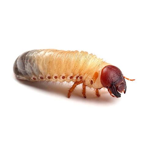 White Grub (Beetle Larvae) Identification, Habits & Behavior | Florida Pest Control