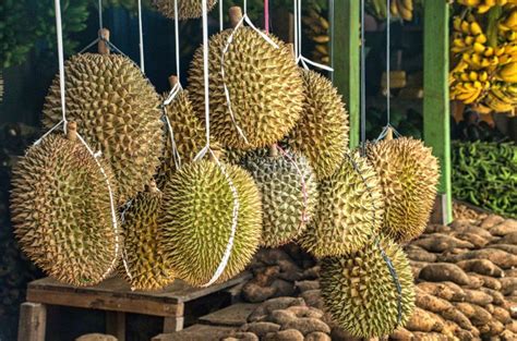 Outlook of Durian Industry in Malaysia – Second Largest Exporter of ...