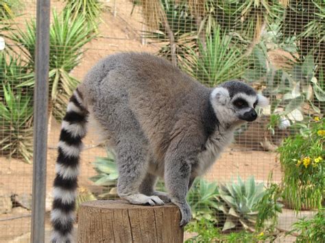 Ring-Tailed Lemur Madagascar - Free photo on Pixabay - Pixabay