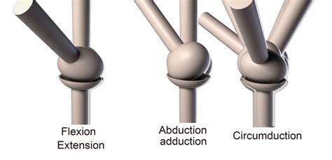 Mahmoud Nasr - Human Anatomy Part one - Joints - - Mahmoud Nasr | 2023