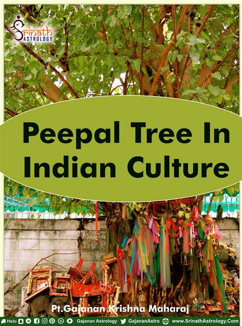 Peepal Tree in Indian Culture. This sacred tree is known by many names ...