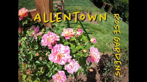 Allentown Rose Garden Video Tour May 2020 - YouTube