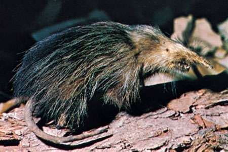 Solenodon | mammal family | Britannica.com